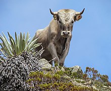 A feral bull in the Sierra Nevada, Venezuela Charolais cattle, Sierra Nevada, Venezuela.jpg