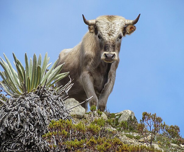 Дикий бык породы шароле в горах Сьерра-Невада-де-Мерида (Венесуэла) на высоте 4600 метров над уровнем моря