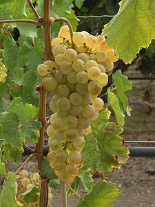 Chasselas B.JPG