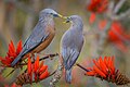 * Nomination Chestnut-tailed Starling. By User:Mosharaf hossain ce --RockyMasum 03:37, 3 December 2019 (UTC) * Decline  Oppose - I totally love this composition, but sadly, it's too unsharp for QI. -- Ikan Kekek 05:06, 3 December 2019 (UTC)