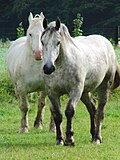 Boulonnais horse