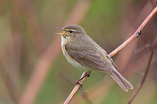 <span class="mw-page-title-main">Common chiffchaff</span> Small migratory passerine bird found in Europe, Asia and north Africa