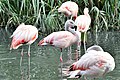 Greater flamingos.