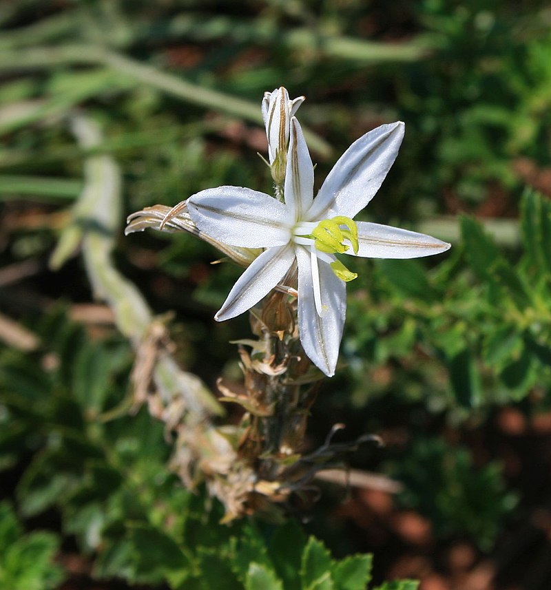 Chlorophytum Starlight