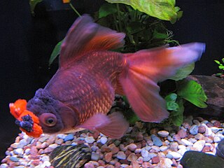 Pompom (goldfish) Breed of goldfish