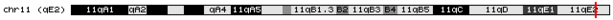 Location of the M33 gene on chromosome 11. Chromosome 11.png