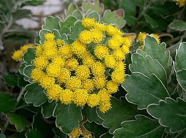 Chrysanthemum pacificum