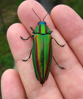 <i>Chrysochroa fulgidissima</i> species of beetle