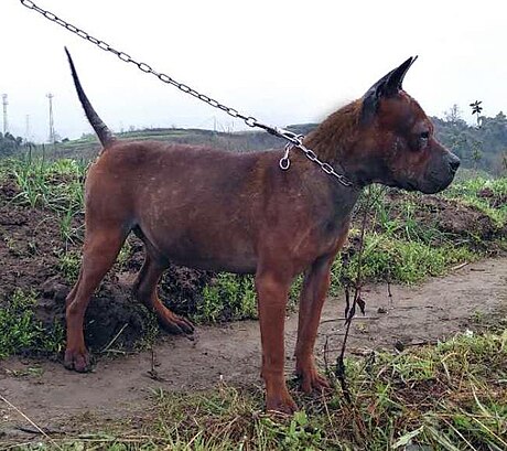 Chinese Chuandong hound