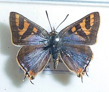 Cigaritis mozambica, J Dobson, a.jpg