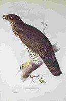 Circaetus gallicus (1832-1837), John Gould, The Birds of Europe