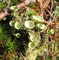 Cladonia