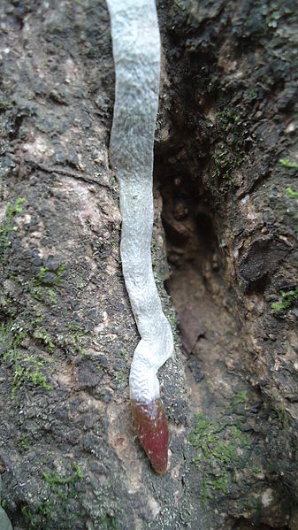 File:Clinging root of epiphyte.jpg