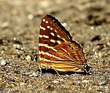 Close wing position of Dodona dipoea, Hewitson, 1865 - Lesser Punch WLB.jpg