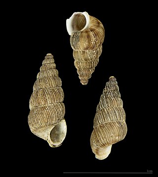 <i>Cochlostoma</i> Genus of gastropods