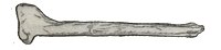 Coelosaurus antiquus tibia.jpg