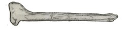 Coelosaurus antiquus tibia.jpg