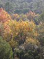 ]] (Vallès Occidental, Baix Llobregat, Barcelonès) (Sant Cugat del Vallès, Barcelona, Cerdanyola del Vallès i altres). This is a a photo of a natural area in Catalonia, Spain, with id: ES510066 Object location 41° 26′ 24″ N, 2° 06′ 36″ E  View all coordinates using: OpenStreetMap