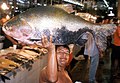 Saiz penuh ikan pacu yang pernah dijual di pasaran