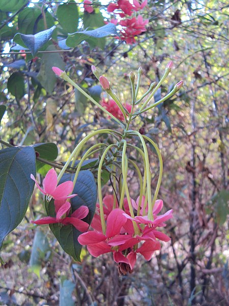 File:Combretum indicum 25.JPG