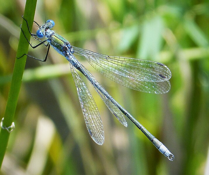 File:Common Emerald Damselfly Lestes sponsa male (31374780917).jpg