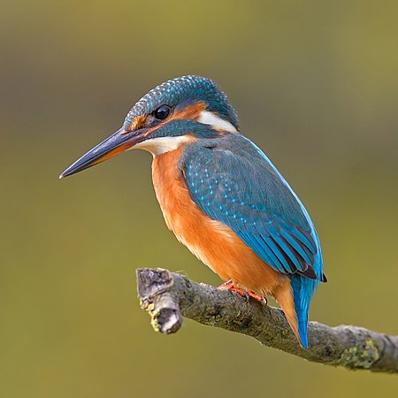 14: Common kingfisher, by Andreas Trepte (edited by Hans Hillewaert)