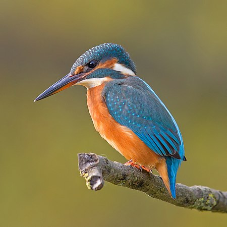 ไฟล์:Common Kingfisher Alcedo atthis.jpg