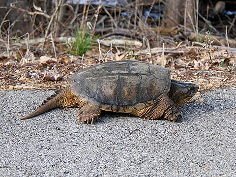 Жизнь черепах. Каймановая черепаха (Chelydra serpentina). Каймановые черепахи (Chelydridae). Chelydra acutirostris. Северная Америка Каймановая черепаха.