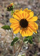 Common sunflower (Helianthus annuus)