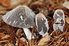 Coprinus lagopus emerging