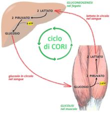 Testosterone wiki