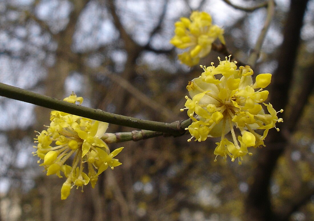 Cornus (genre)