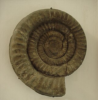 <i>Coroniceras</i> Genus of molluscs (fossil)