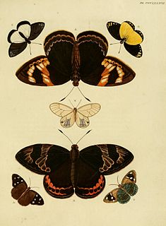 <i>Delias dorimene</i> Species of butterfly