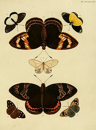 <i>Delias dorimene</i> Species of butterfly