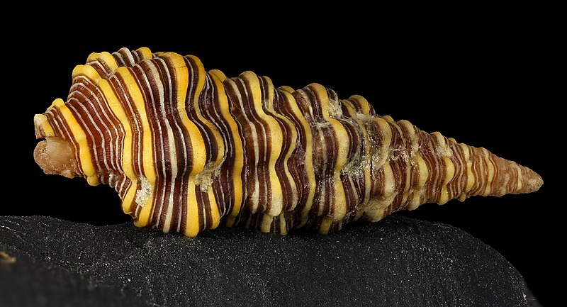 File:Crassicantharus noumeensis, usnm1296851 2016-02-23-18.19 (24961055510).jpg