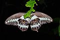 Papilio leucotaenia (Cream-banded Swallowtail)