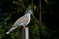 Crested Pigeon (Ocyphaps lophotes) (14137440024).jpg
