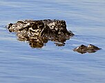 Crocodylidae at Canaveral National Seashore - Andrea Westmoreland.jpg