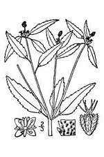 Vignette pour Croton glandulosus
