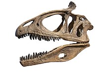 Reconstructed skull Cryolophosaurus ellioti skull (FMNH PR1821).jpg