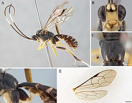 Cryptopimpla carinifacialis