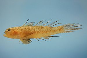 Ctenogobius boleosoma from the Gulf of Mexico.