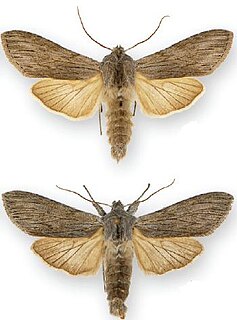 <i>Cucullia intermedia</i> Species of moth