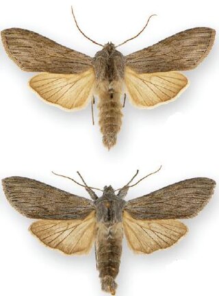 <i>Cucullia intermedia</i> Species of moth