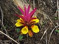 Květenství Curcuma pseudomontana, vyrůstající přímo ze země