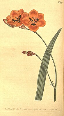 Curtis's botanical magazine (No. 622) (8317238991).jpg