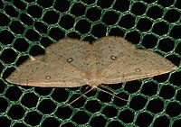 Cyclophora albipunctata.jpg