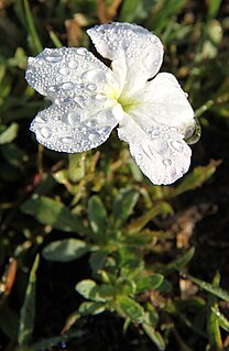 <i>Cycnium tubulosum</i> A genus of flowering plants belonging to the broomrape family