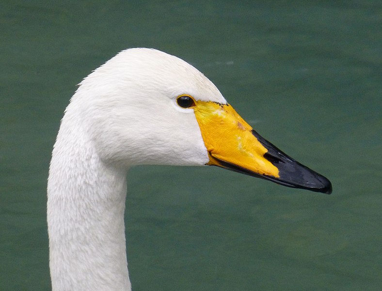 File:Cygnus cygnus, Whooper Swan, Singschwan.jpg